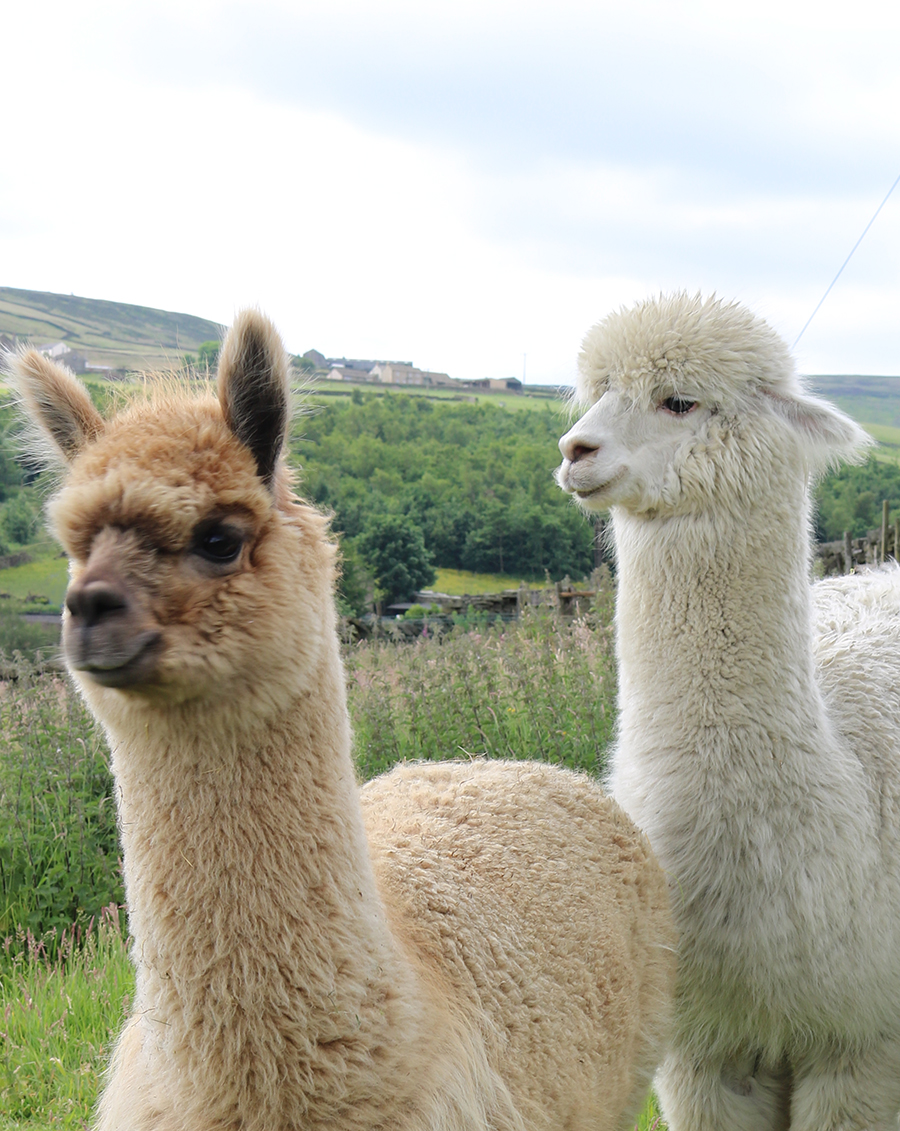 Alpacas in Yorkshire