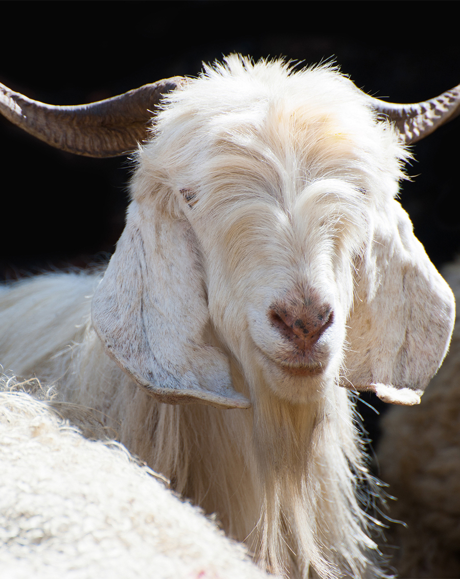 bigstock-White-kashmir-goat-from-Indian-52781563 Re-sized