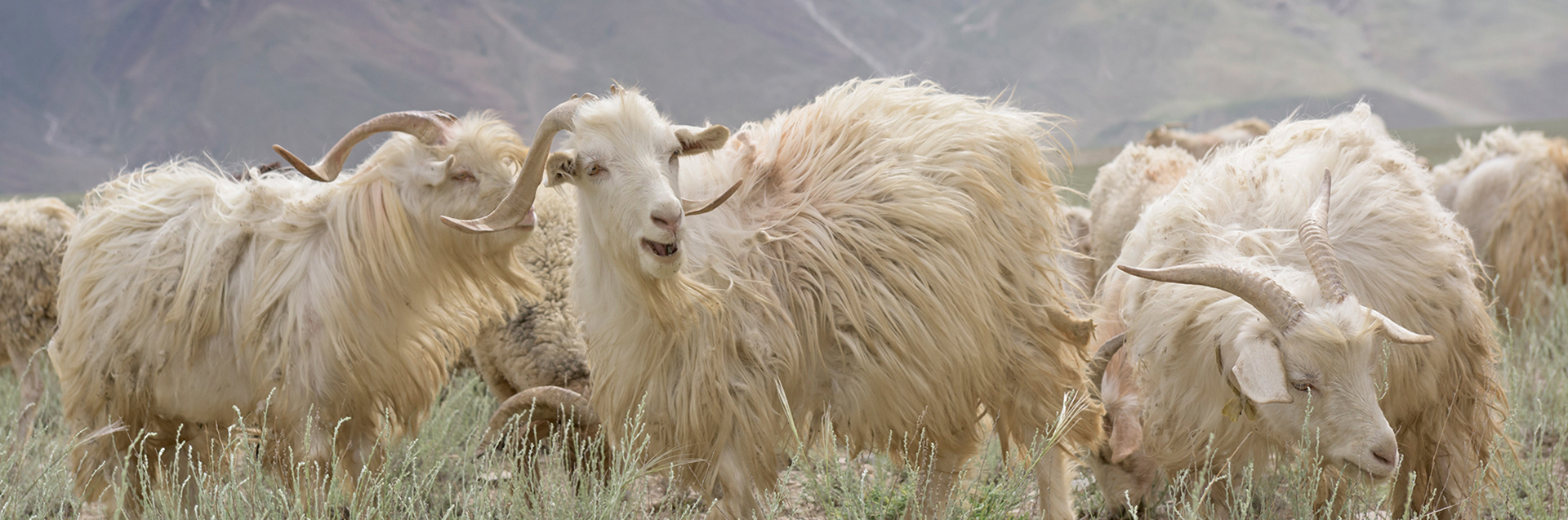 Cashmere Yarns Hero Banner_Yarn Story Page