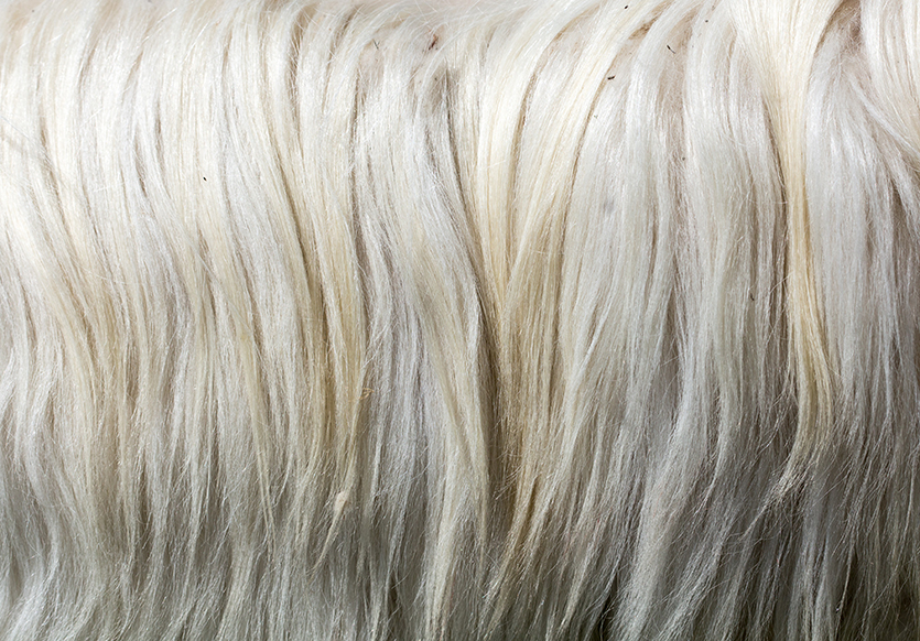 Cashmere Yarn Center Image