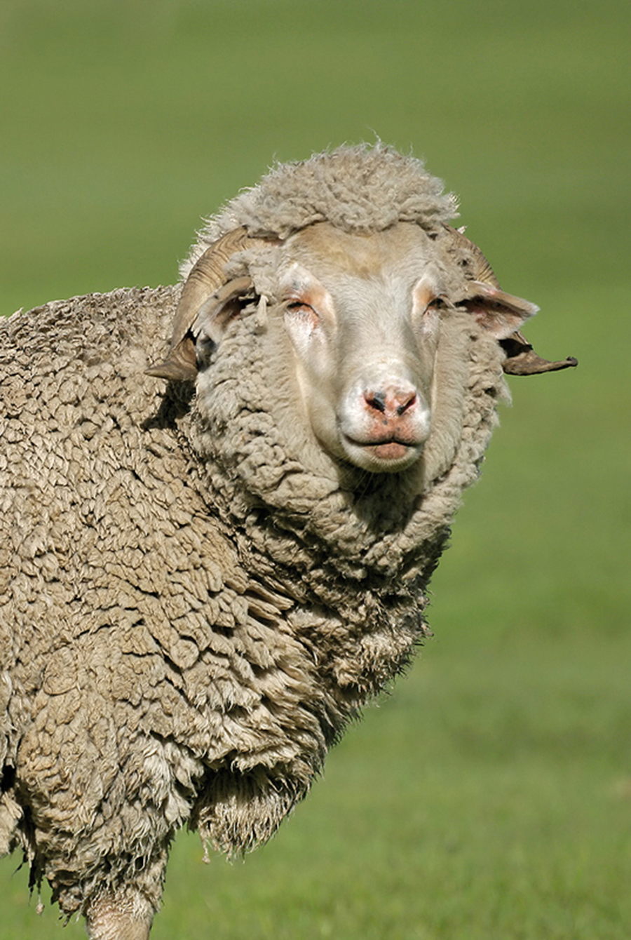 Wool Yarn Triptych Left 