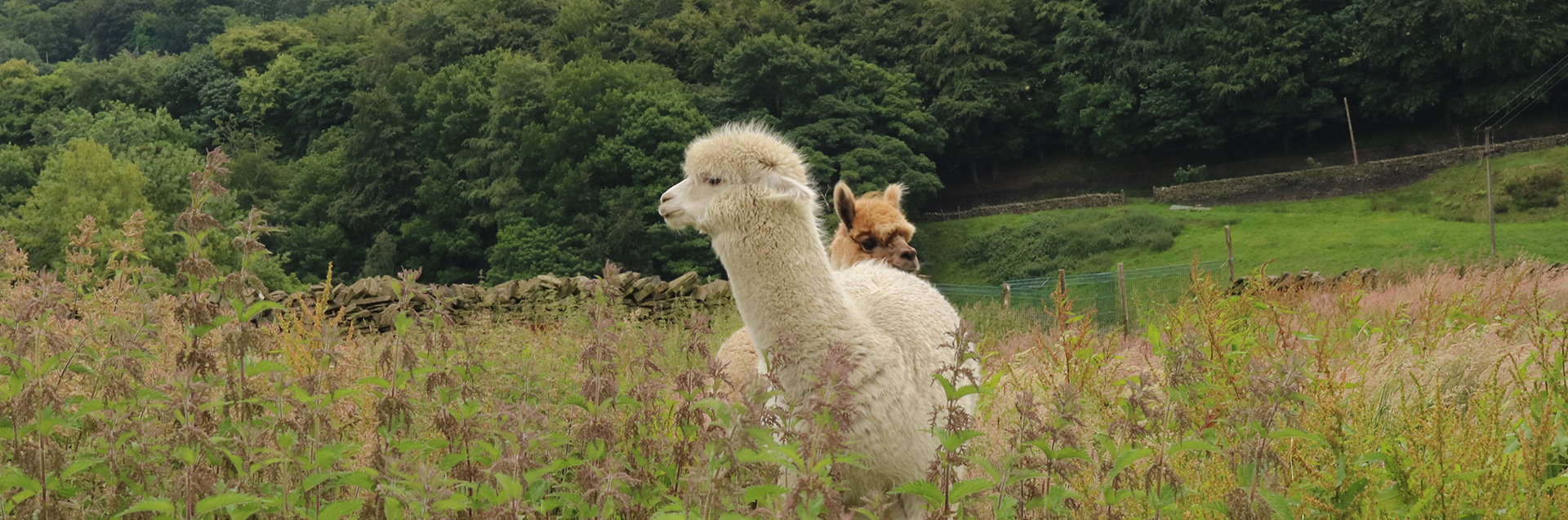 The Alpaca Yarns Hero Banner